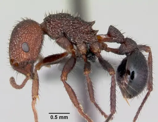 Pogonomyrmex naegelii specimen CASENT0172677 image casent0172677_3