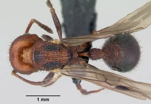 Pogonomyrmex naegelii specimen CASENT0172678 image casent0172678_1