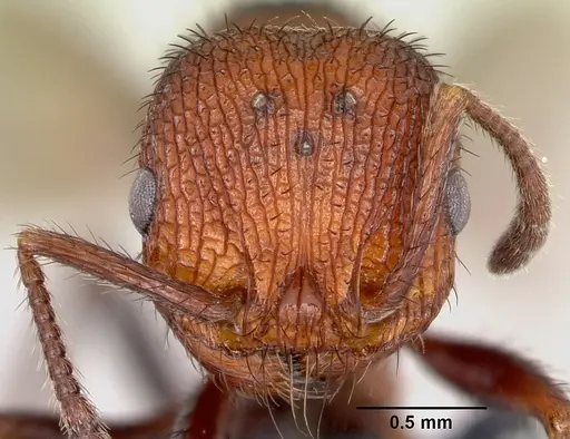 Pogonomyrmex naegelii specimen CASENT0172678 image casent0172678_2