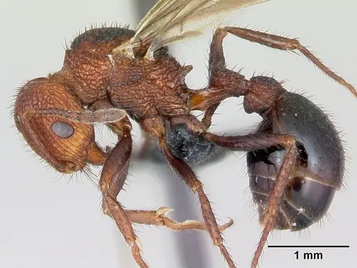 Pogonomyrmex naegelii specimen CASENT0172678 image casent0172678_3