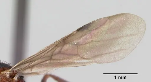 Pogonomyrmex naegelii specimen CASENT0172678 image casent0172678_4