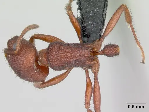 Pogonomyrmex naegelii specimen CASENT0172687 image casent0172687_1