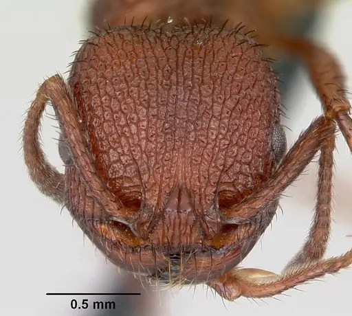 Pogonomyrmex naegelii specimen CASENT0172687 image casent0172687_2