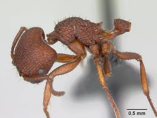 Pogonomyrmex naegelii specimen CASENT0172687 image casent0172687_3