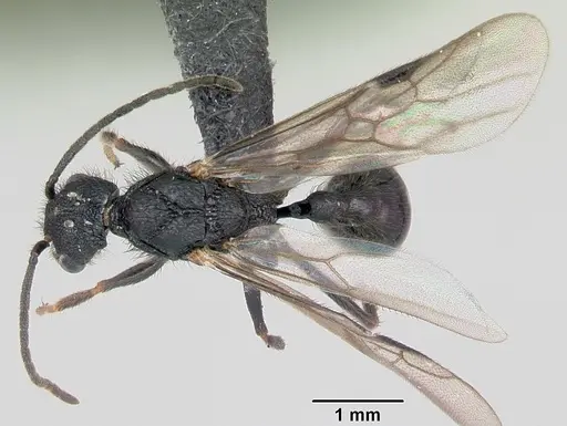 Pogonomyrmex naegelii specimen CASENT0172688 image casent0172688_1