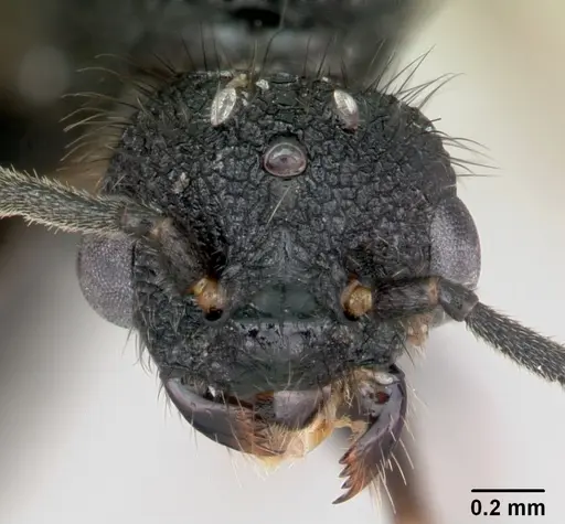 Pogonomyrmex naegelii specimen CASENT0172688 image casent0172688_2