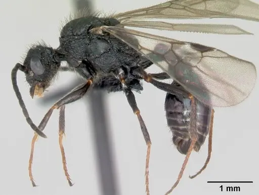 Pogonomyrmex naegelii specimen CASENT0172688 image casent0172688_3