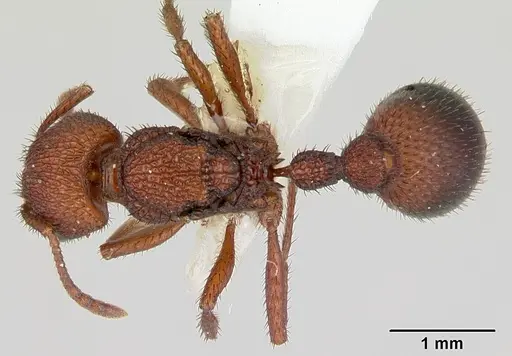 Pogonomyrmex naegelii specimen CASENT0173110 image casent0173110_1
