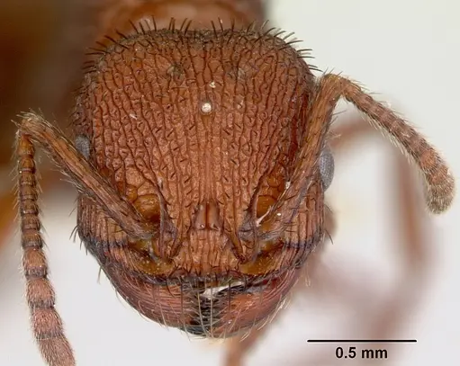 Pogonomyrmex naegelii specimen CASENT0173110 image casent0173110_2