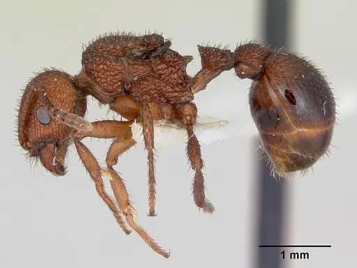 Pogonomyrmex naegelii specimen CASENT0173110 image casent0173110_3