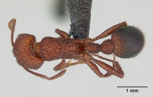Pogonomyrmex naegelii specimen CASENT0173119 image casent0173119_1