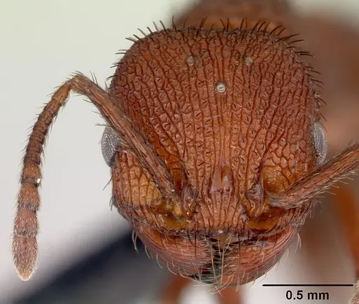 Pogonomyrmex naegelii specimen CASENT0173119 image casent0173119_2