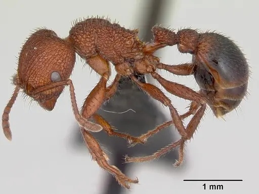 Pogonomyrmex naegelii specimen CASENT0173119 image casent0173119_3