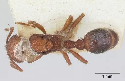 Pogonomyrmex naegelii specimen CASENT0173347 image casent0173347_1