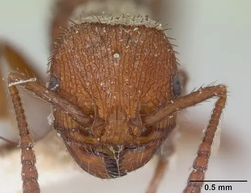 Pogonomyrmex naegelii specimen CASENT0173347 image casent0173347_2