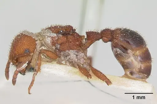 Pogonomyrmex naegelii specimen CASENT0173347 image casent0173347_3