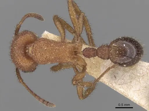Pogonomyrmex naegelii specimen CASENT0280989 image casent0280989_1