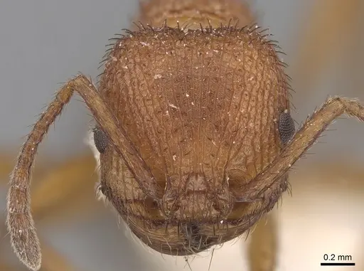 Pogonomyrmex naegelii specimen CASENT0280989 image casent0280989_2