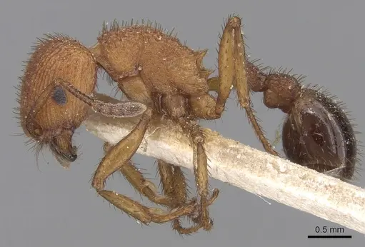 Pogonomyrmex naegelii specimen CASENT0280989 image casent0280989_3