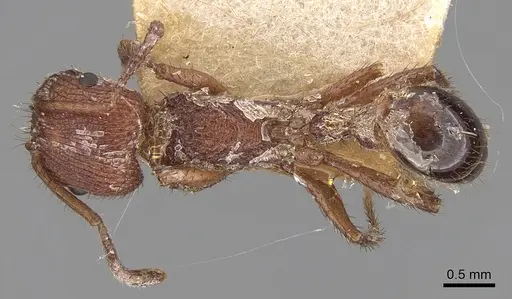 Pogonomyrmex naegelii specimen CASENT0280990 image casent0280990_1