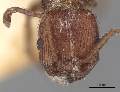 Pogonomyrmex naegelii specimen CASENT0280990 image casent0280990_2
