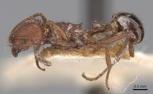 Pogonomyrmex naegelii specimen CASENT0280990 image casent0280990_3