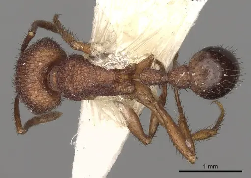 Pogonomyrmex naegelii specimen CASENT0281114 image casent0281114_1