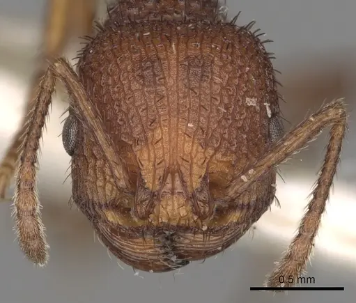 Pogonomyrmex naegelii specimen CASENT0281114 image casent0281114_2