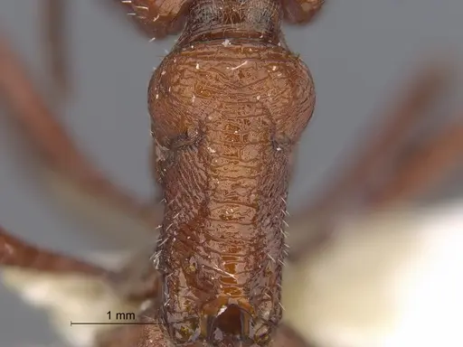 Pogonomyrmex naegelii specimen CASENT0869789 image casent0869789_1