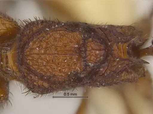 Pogonomyrmex naegelii specimen CASENT0869793 image casent0869793_1