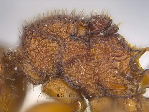 Pogonomyrmex naegelii specimen CASENT0869793 image casent0869793_2
