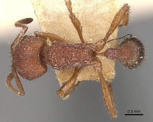 Pogonomyrmex naegelii specimen CASENT0907673 image casent0907673_1