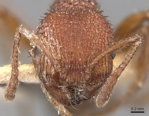 Pogonomyrmex naegelii specimen CASENT0907673 image casent0907673_2