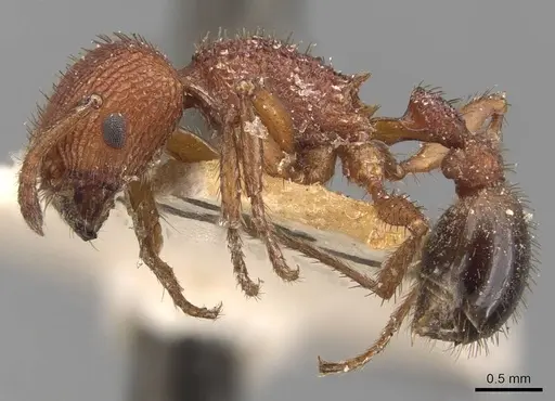 Pogonomyrmex naegelii specimen CASENT0907673 image casent0907673_3