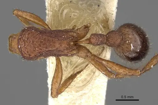 Pogonomyrmex naegelii specimen CASENT0914121 image casent0914121_1