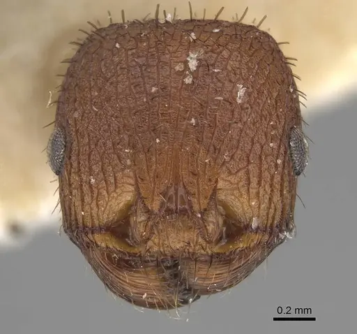 Pogonomyrmex naegelii specimen CASENT0914121 image casent0914121_2