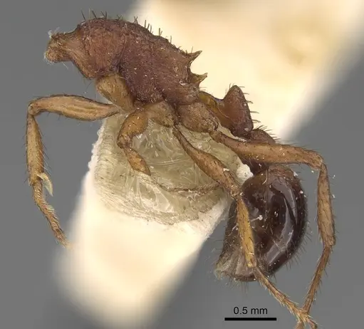 Pogonomyrmex naegelii specimen CASENT0914121 image casent0914121_3