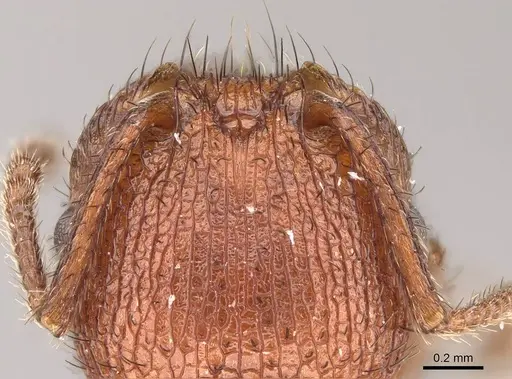 Pogonomyrmex naegelii specimen CASENT0914811 image casent0914811_1