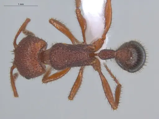 Pogonomyrmex naegelii specimen ECOFOG-OI17-0230-06 image ecofog-oi17-0230-06_1