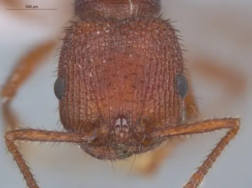 Pogonomyrmex naegelii specimen ECOFOG-OI17-0230-06 image ecofog-oi17-0230-06_2