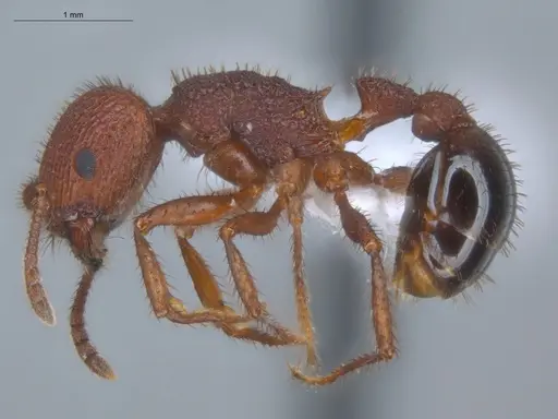 Pogonomyrmex naegelii specimen ECOFOG-OI17-0230-06 image ecofog-oi17-0230-06_3