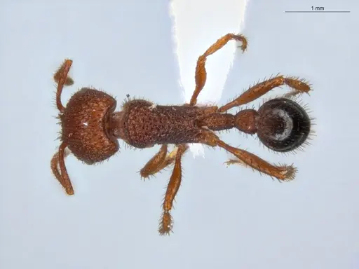 Pogonomyrmex naegelii specimen ECOFOG-SAV18-0236-02 image ecofog-sav18-0236-02_1