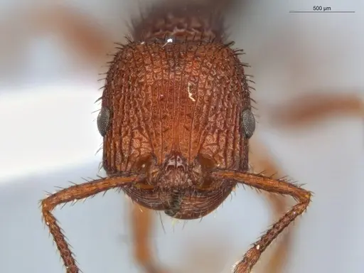 Pogonomyrmex naegelii specimen ECOFOG-SAV18-0236-02 image ecofog-sav18-0236-02_2