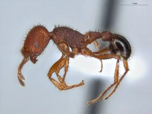 Pogonomyrmex naegelii specimen ECOFOG-SAV18-0236-02 image ecofog-sav18-0236-02_3