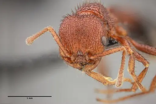 Pogonomyrmex naegelii specimen UFV-LABECOL-000281 image ufv-labecol-000281_1