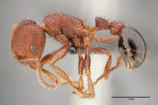 Pogonomyrmex naegelii specimen UFV-LABECOL-000281 image ufv-labecol-000281_2
