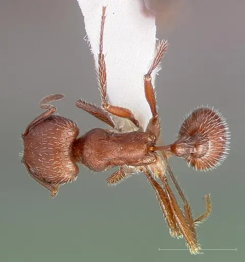 Pogonomyrmex occidentalis specimen CASENT0005718 image casent0005718_1