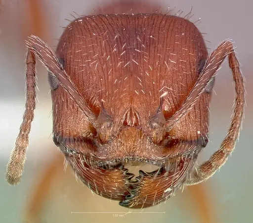 Pogonomyrmex occidentalis specimen CASENT0005718 image casent0005718_2