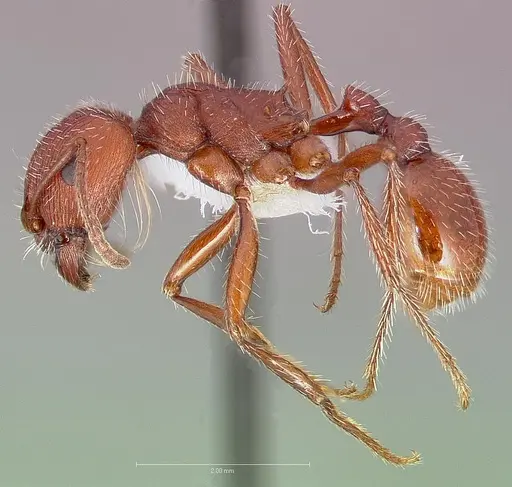 Pogonomyrmex occidentalis specimen CASENT0005718 image casent0005718_3