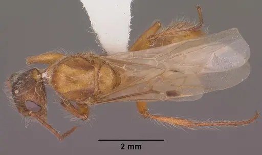 Pogonomyrmex occidentalis specimen CASENT0104465 image casent0104465_1